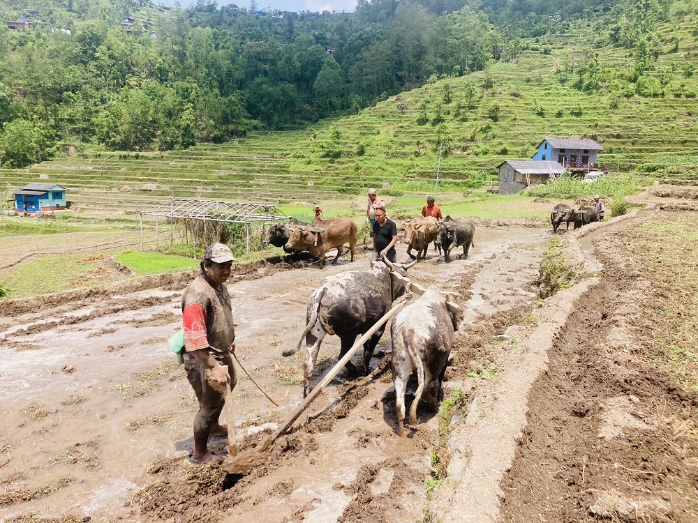 गलकोटमा रोपाइँको चटारो   